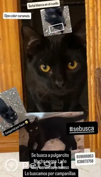 Perdido gato macho, Calle Abedul, 52, Málaga, Alhaurin de la Torre - muy manso y cariñoso - photo