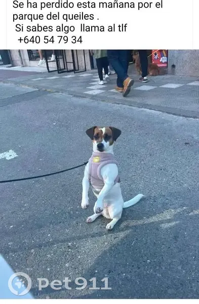 Perdido perro hembra en Calle Boulevard de Mont de Marsan, 3, Tudela - Jack Russell Terrier - photo