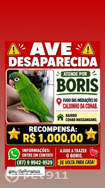 Pássaro perdido Macho (brl002844) - photo