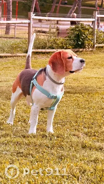 Perdido perro macho, Lugar Diseminado, 63A, Villamayor de Santiago, Alcazar de San Juan — Beagle negro con arnés verde - photo