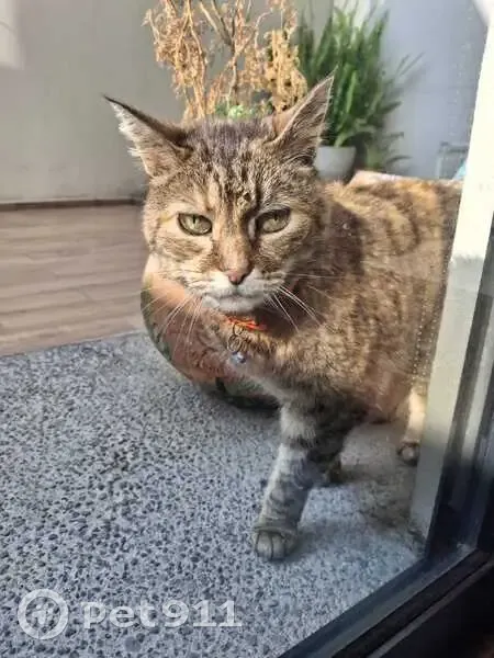 Perdida gata hembra, Toluca de Lerdo, Toluca - atigrada café, ojos verdes - photo