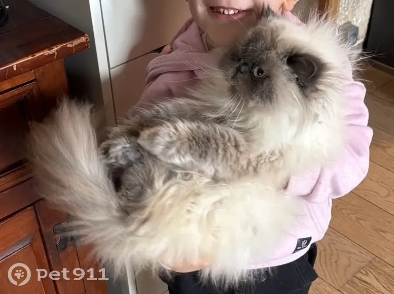 Perdu chat femelle, Rue d'Amont, 14, Paris - crème, persan - photo