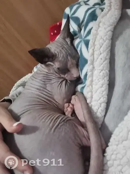 Gato perdido macho, Passatge del Bruch, Premià de Mar, Barcelona - pequeño, unos 3 años - photo