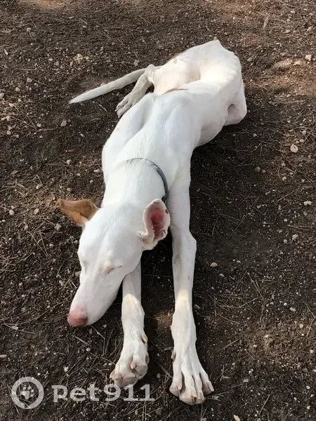 Perro perdido, Nàquera, Barcelona - podenco ibicenco masculino blanco - photo