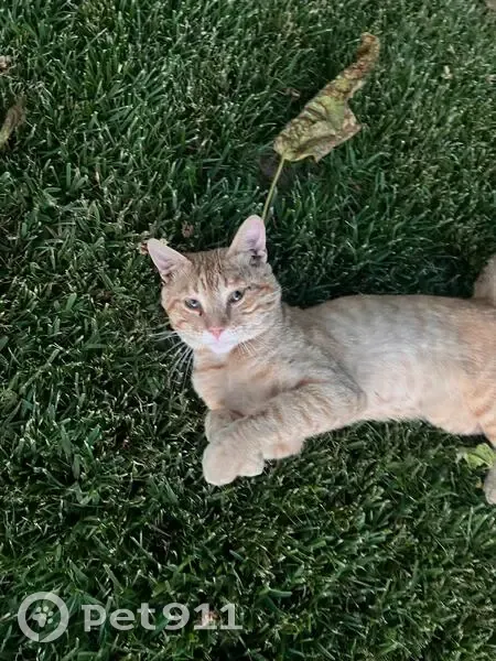 Encontrado gato, Camino de la Hormiguita, 2, Córdoba - macho naranja con rayas, cojea de una pata - photo