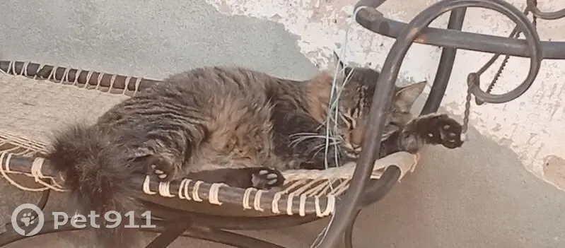 Gato desaparecido Macho (brl002847) - photo