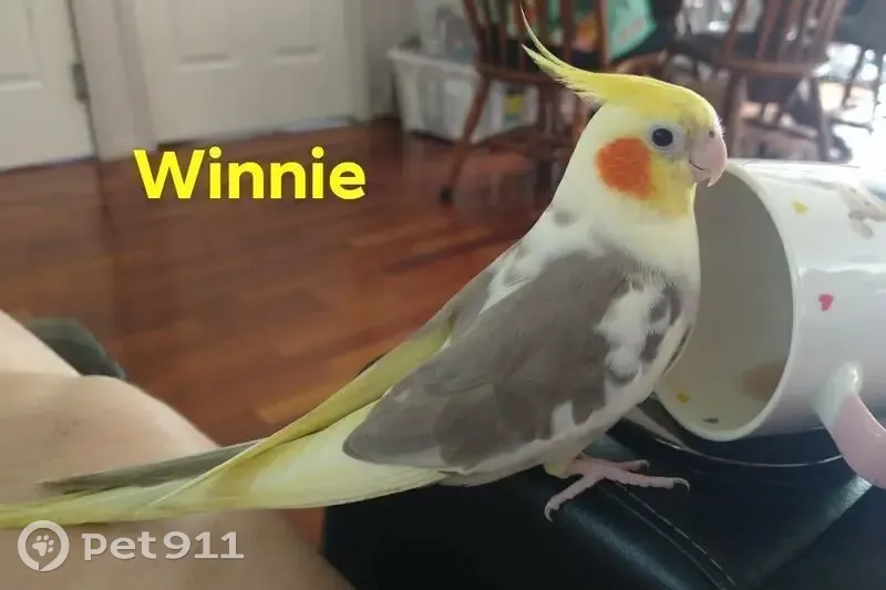 Lost bird, Bauple Street, City of Moreton Bay, Samford - female, yellow and grey markings - photo