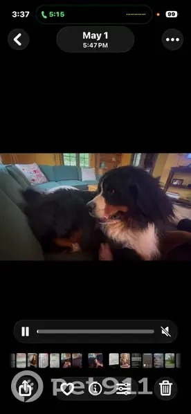Lost dog, Scaife Road, 528, Sewickley, Sewickley Hills - male - photo
