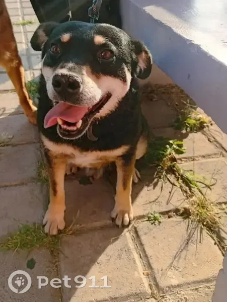 Perro perdido macho, Heroica Puebla de Zaragoza, Puebla - cejitas marcadas - photo