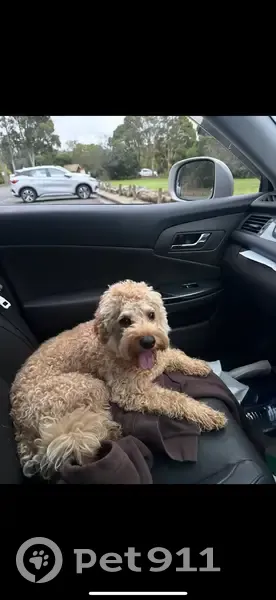 Lost dog, Casey City, Victoria, Narre Warren North - small light brown Cavoodle with a black collar - photo