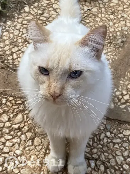 Perdido gato macho, Carmona, Andalucía, Alcala de Guadaira - blanco, ojos celestes - photo