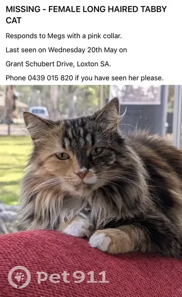 Lost cat, Grant Schubert Drive, The District Council of Loxton Waikerie, Melbourne - female, long-haired tabby, pink collar - photo