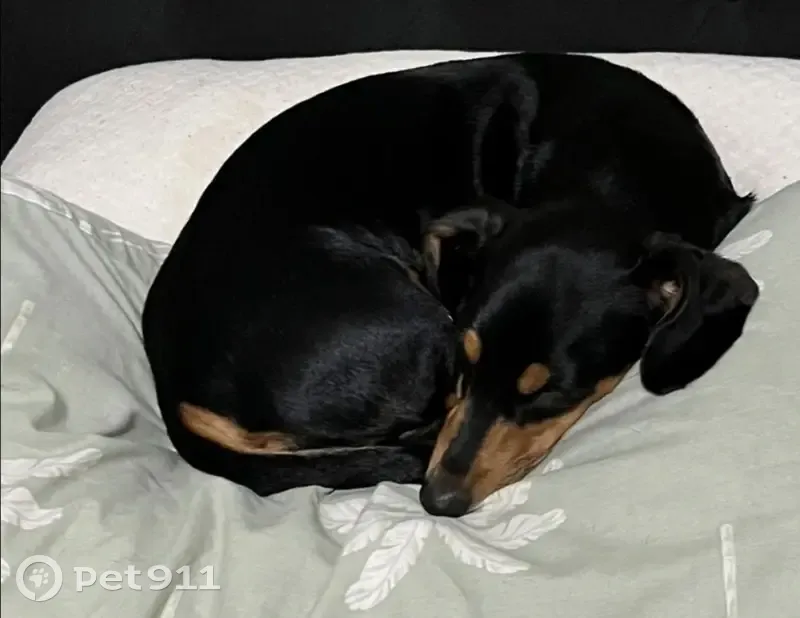 Lost dog, female, Crofton Street, 11, Bundaberg - photo