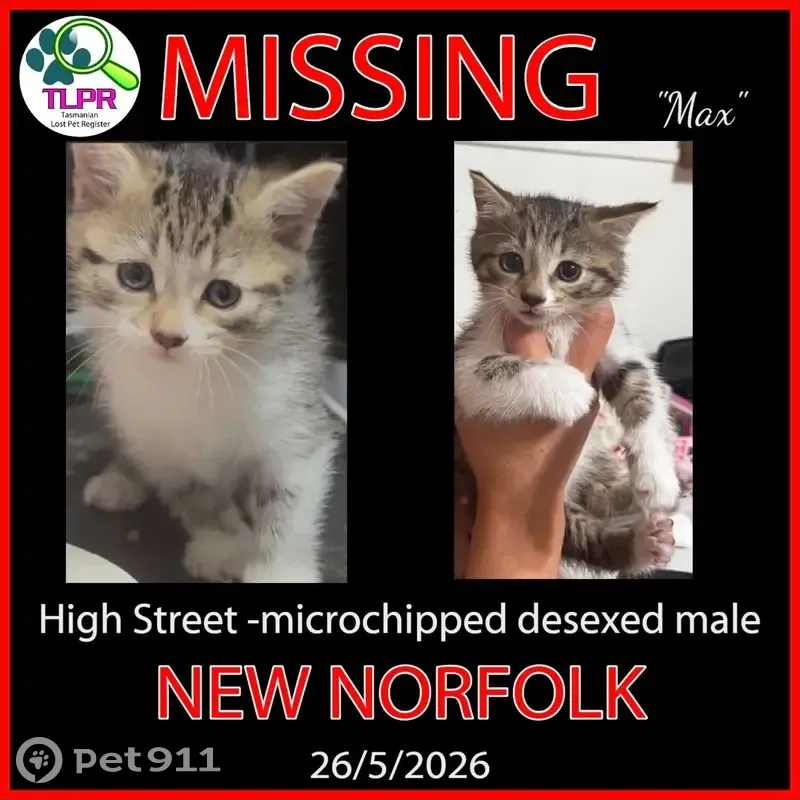 Lost cat, New Norfolk, Tasmania, Hobart - male kitten, half white and half tabby - photo