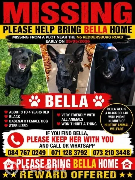 Lost dog, Van Riebeeck Street, 10, Reddersburg, Bloemfontein - female, black, sterilized - photo