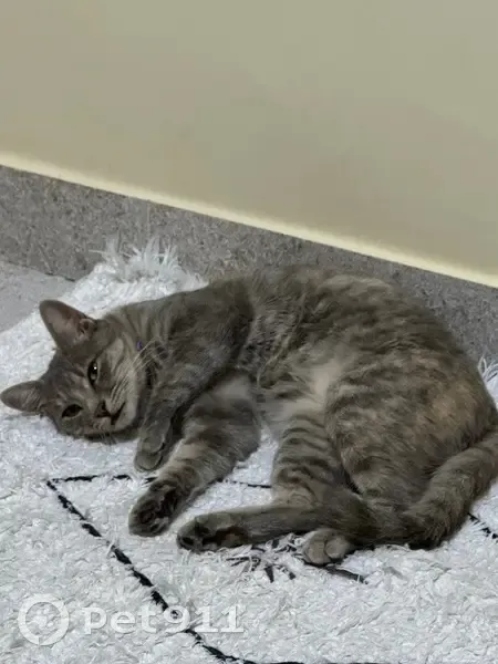 Gato desaparecido Fêmea (brl002850) - photo