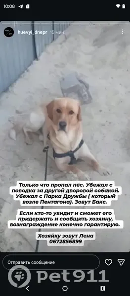 Зникла собака, Володимирська вулиця, Слобожанське, Ювілейне — білий лабрадорчик - photo