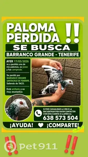 Perdida ave hembra, Calle el Buho, 9, Santa Cruz de Tenerife, La Laguna - paloma blanca con manchas negras/verdosas y anillada en ambas patas - photo