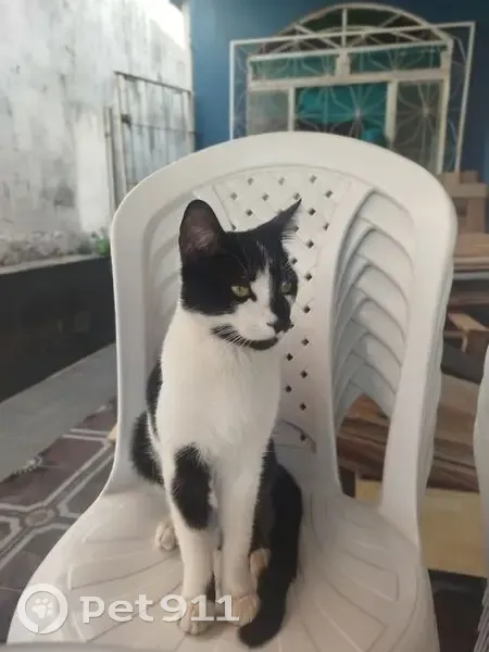 Gato desaparecido Macho (brl002851) - photo