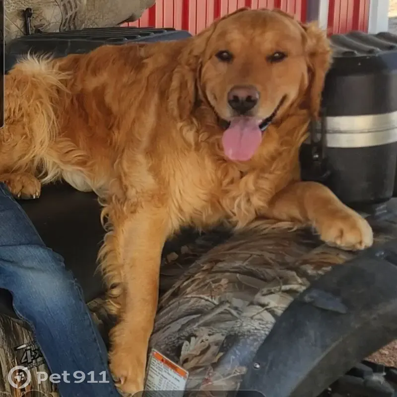 Lost dog, Yulle Road, 5451, Strasburg - photo
