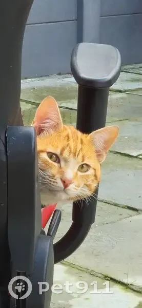 Lost cat, Penlyn Avenue, 51, Lansdowne - male - photo