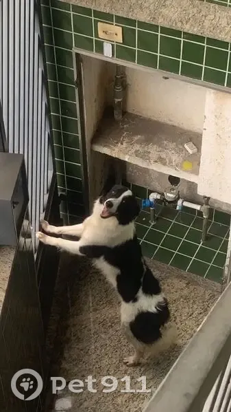 Cachorro perdido Fêmea (brl002852) - photo