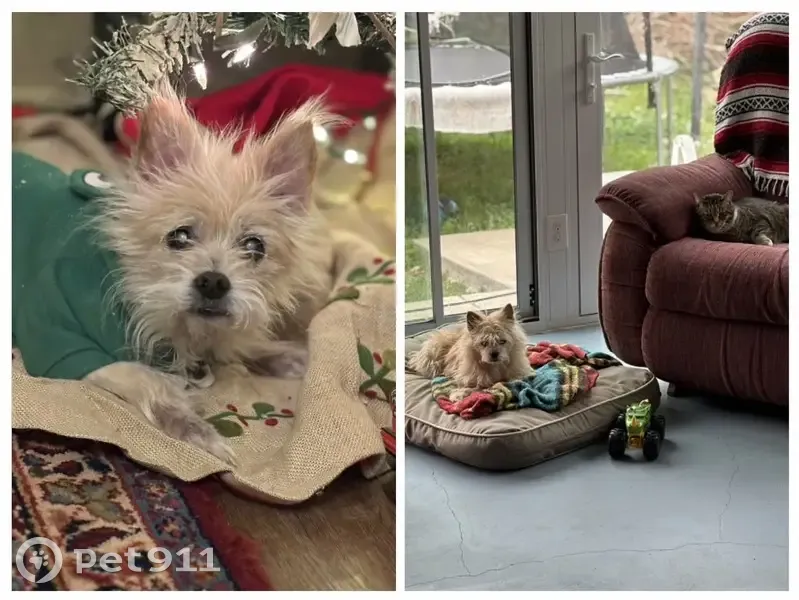 Lost dog, East 59th Place, 7362, Tulsa - blind friendly elder dog - photo