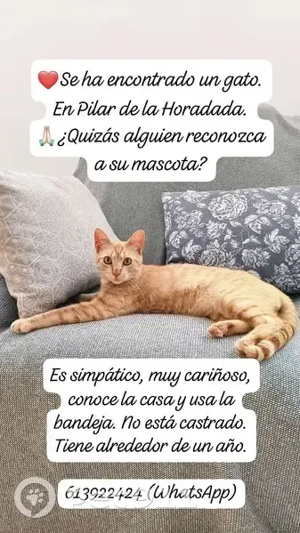 Gato encontrado macho, Pilar de la Horadada, Carmona - simpático y muy cariñoso - photo