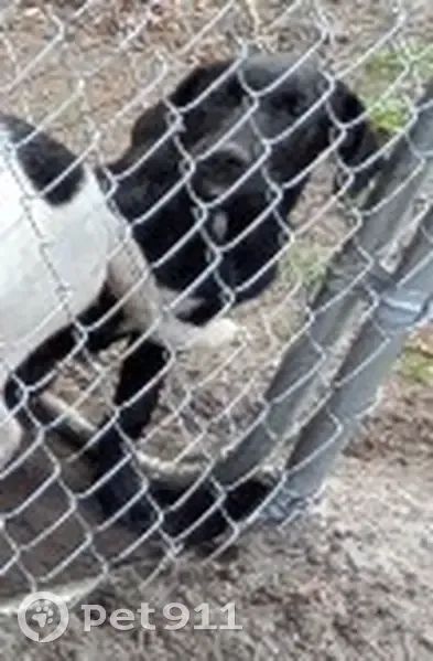 Lost dog, Barnesville Church Road, North Carolina, Arlington - female puppy hound mix, mostly black with some white fur - photo