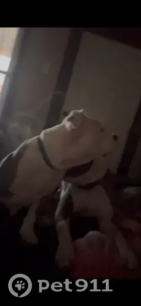 Lost dog, South Warman Avenue, 38, Indianapolis - male, microchipped - photo