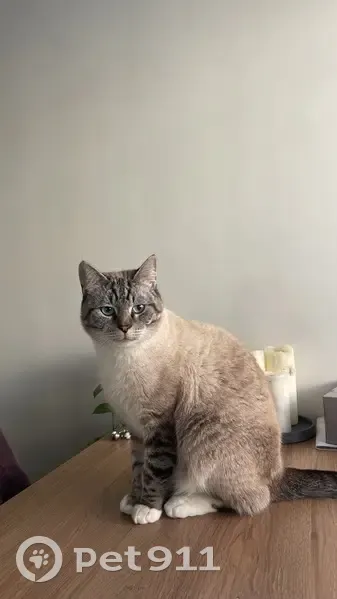 Lost cat, Gordon Parade, Brisbane - male tabby grey, 2 years old - photo