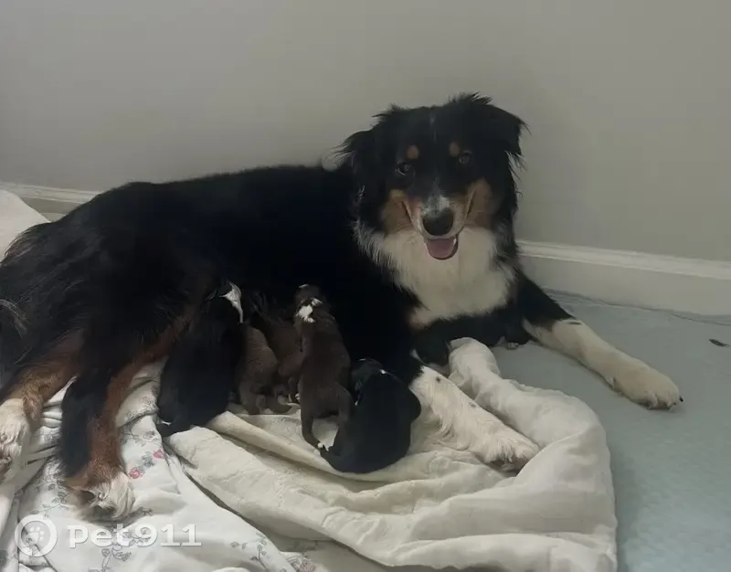 Lost dog, Cade, Louisiana - female tricolor Australian Shepherd - photo