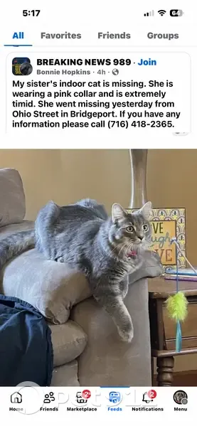 Lost cat, Ohio Street, 2779, Saginaw - female - pink collar - photo