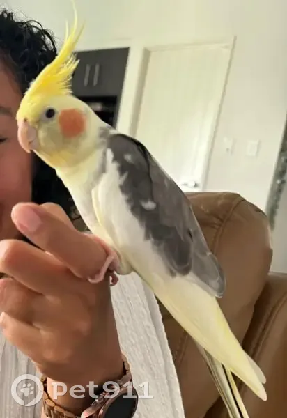 Lost bird Male, Redbank (al496375) - photo