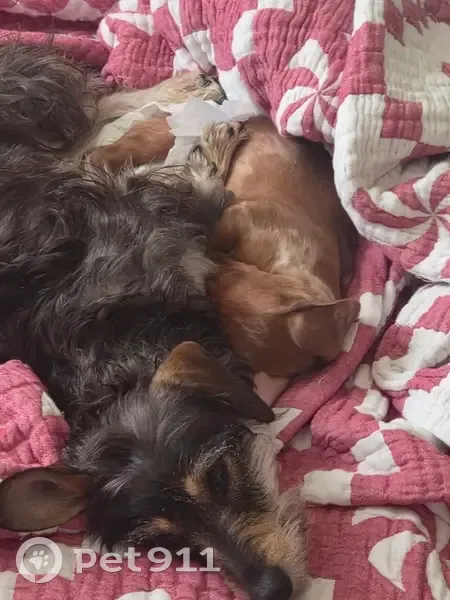 Lost dog, Red River Road, 13508, Clint, Arlington - female, 1 year old - photo
