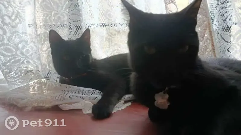 Gato perdido macho, Laureles, 75, Los Reyes Acaquilpan - 7 meses, collar rojo, ojos verdes - photo
