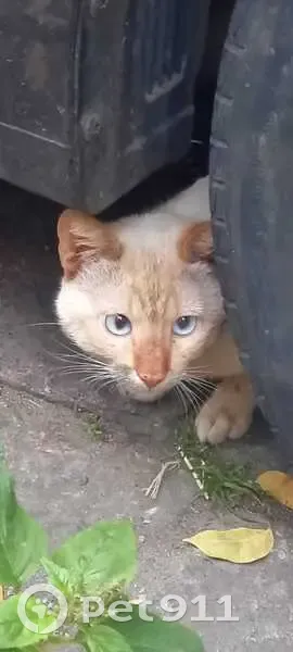 Gato desaparecido Macho (brl002853) - photo