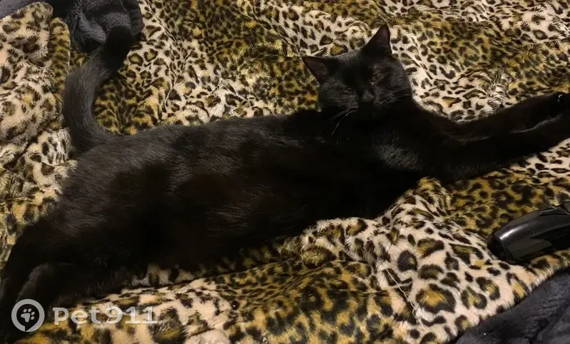 Lost cat, South Arm Road, Sandford, Seven Mile Beach — male, black, 7 years old - photo
