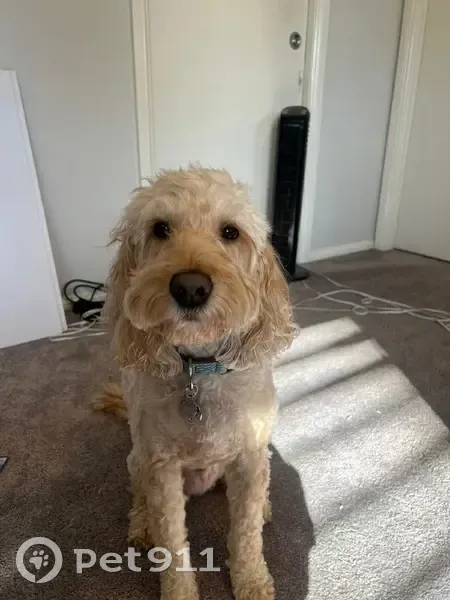 Lost dog, Cardinal Avenue, 95, Hornsby, Ku-ring-gai Council - male, caramel/golden labradoodle - photo