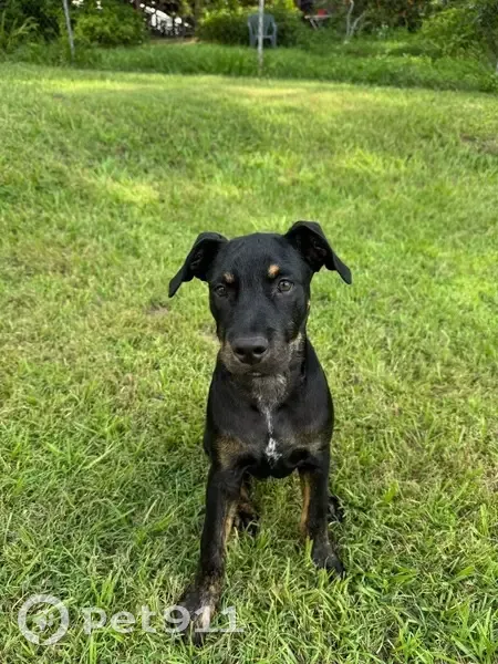 Lost dog, Avington Street, 36, Brisbane, Samford - female, very friendly little dog - photo