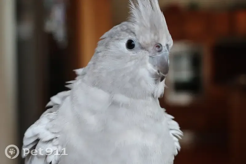Lost bird, Lindsay Street, 19, Brisbane - grey cockatiel, very food motivated - photo