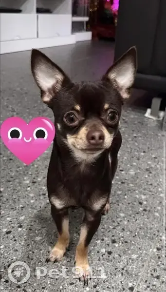 Lost dog, Mount Pritchard, Sydney - small brown and tan chihuahua - photo