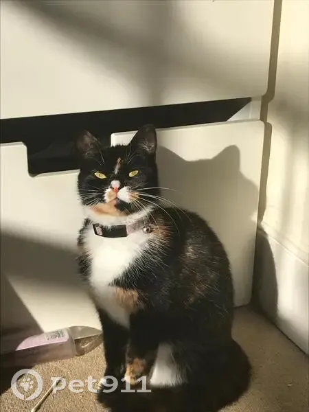 Lost cat, Brockill Crescent, 20, Catford - female, very small for her age - photo