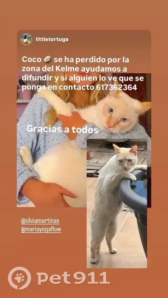Gato perdido macho, Carrer Pedro Moreno Sastre, 34, Elx, Elche - ojos azul claro - photo