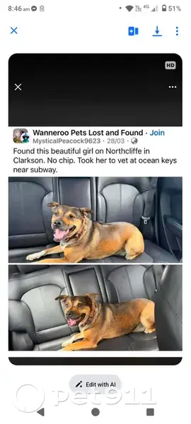 Lost dog, Northcliffe Avenue, Wanneroo, Perth - female staffy cross with a white chest and white socks - photo