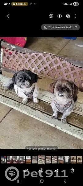 Lost dog, Hayes Street, 2288, Gary - female - photo