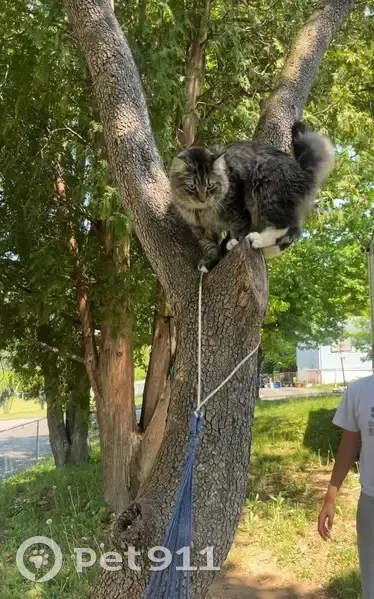 Lost cat, Norfolk Street, West Haven, Bellerose - gray tabby with a fluffy tail - photo