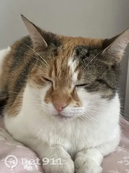 Lost cat, Dolphin Court, 2, Slough - female, calico, easily scared - photo