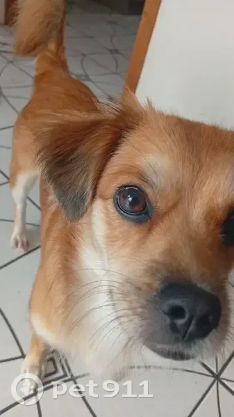 Cachorro perdido Fêmea (brl002856) - photo