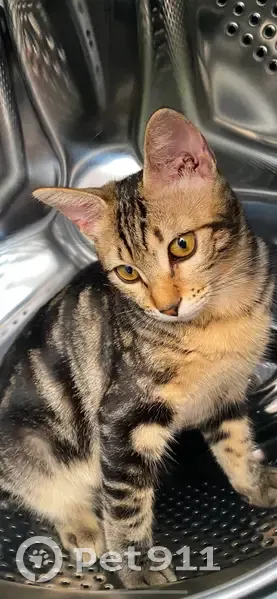 Perdido gato hembra en Calle Rambla, Murcia, Murcia — lleva collar verde - photo